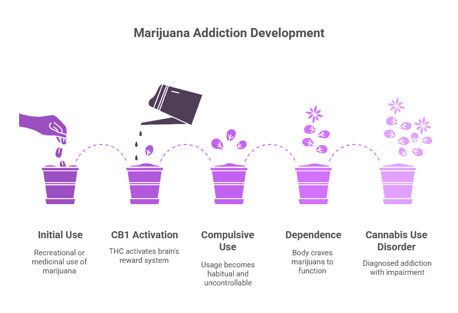 How marijuana addiction is developed?